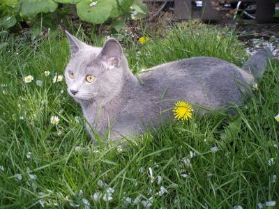 Charly(Chartreux)kein BKH