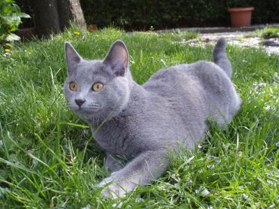 Charly(Chartreux) kein BKH