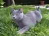 Charly(Chartreux) kein BKH