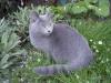 Charly(Chartreux)kein BKH